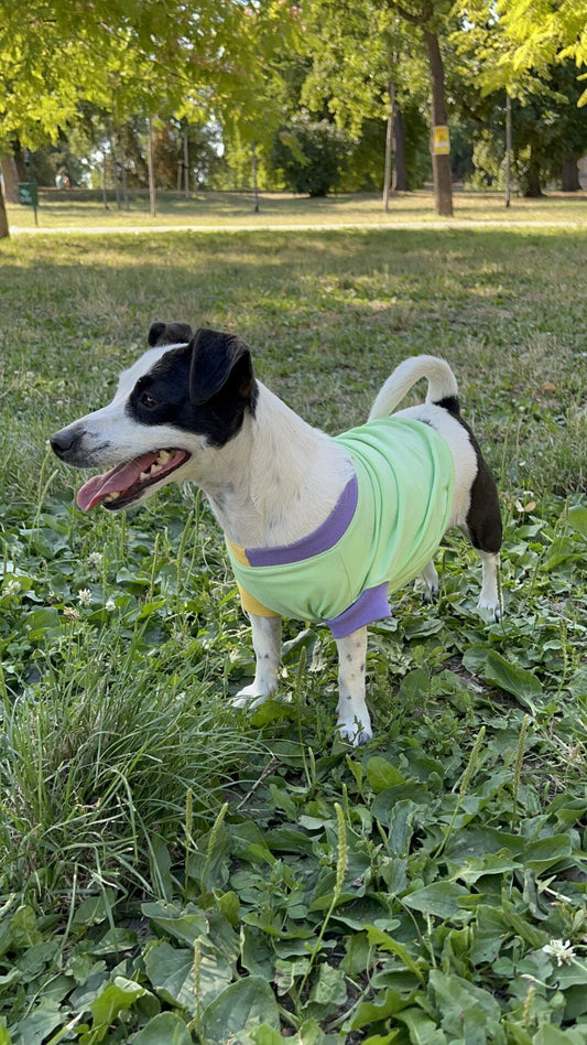 Tropical mix ice cream - doggo