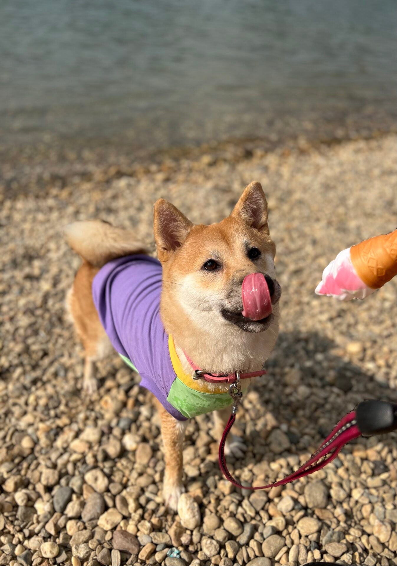 Bubblegum ice cream - doggo