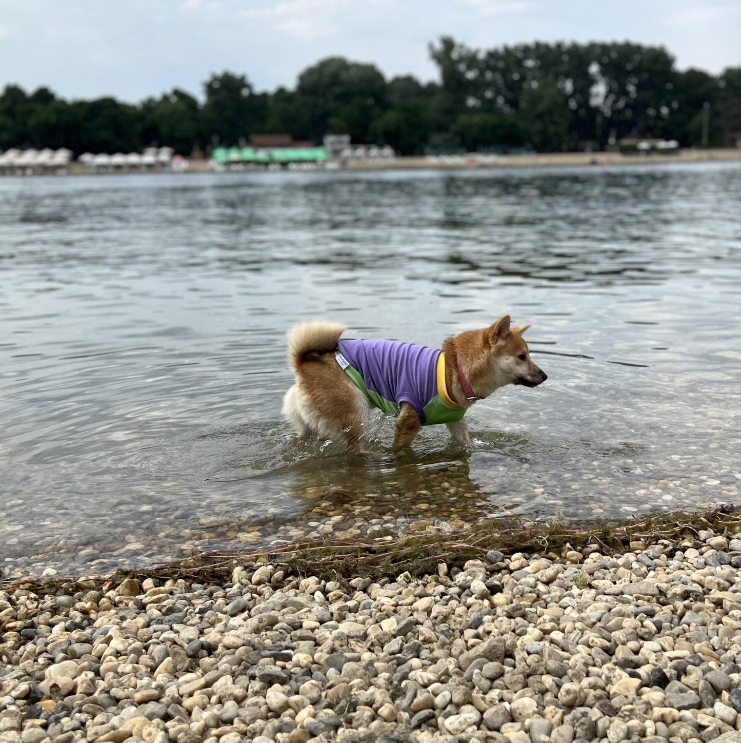 Bubblegum ice cream - doggo