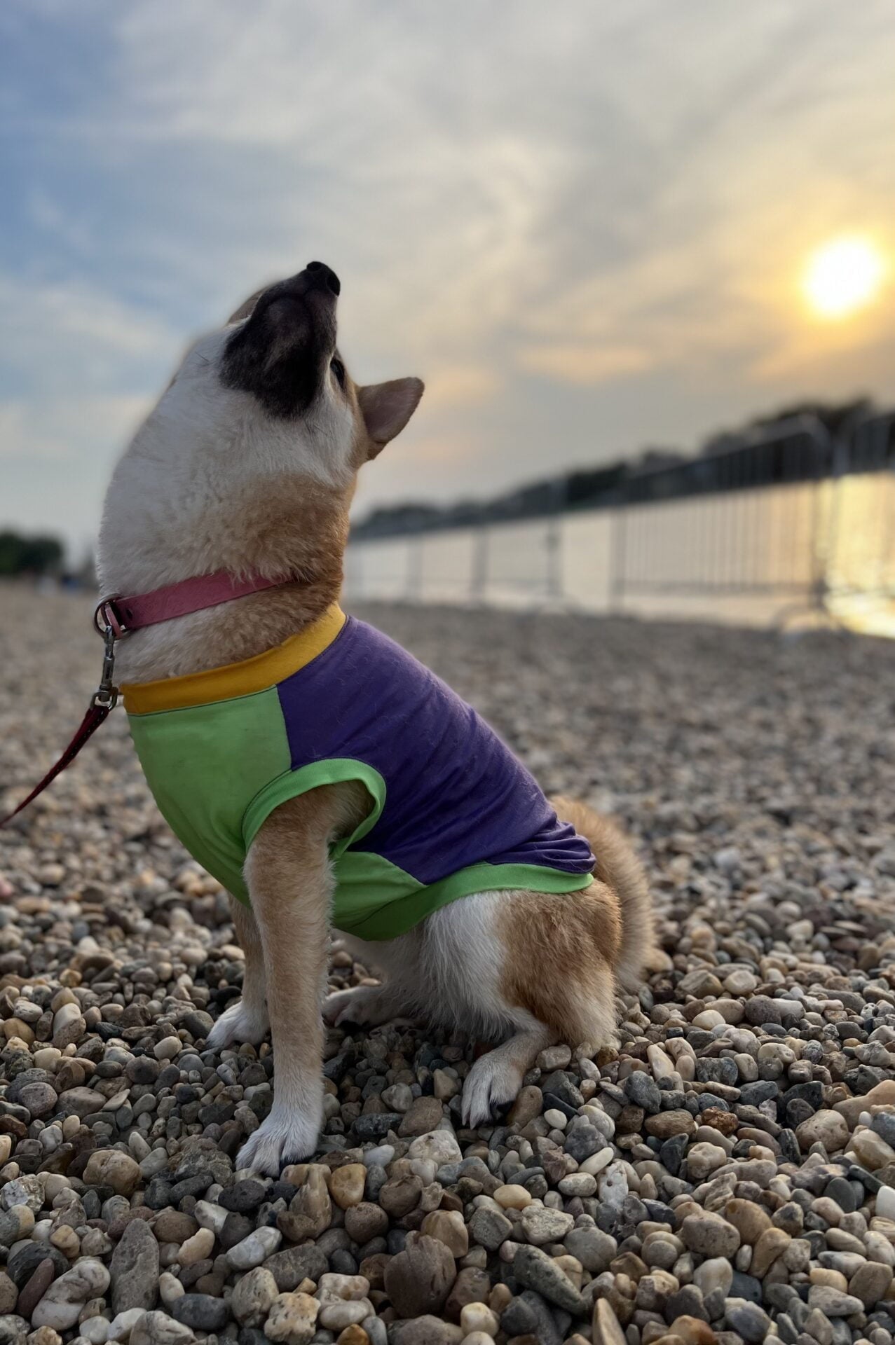 Bubblegum ice cream - doggo
