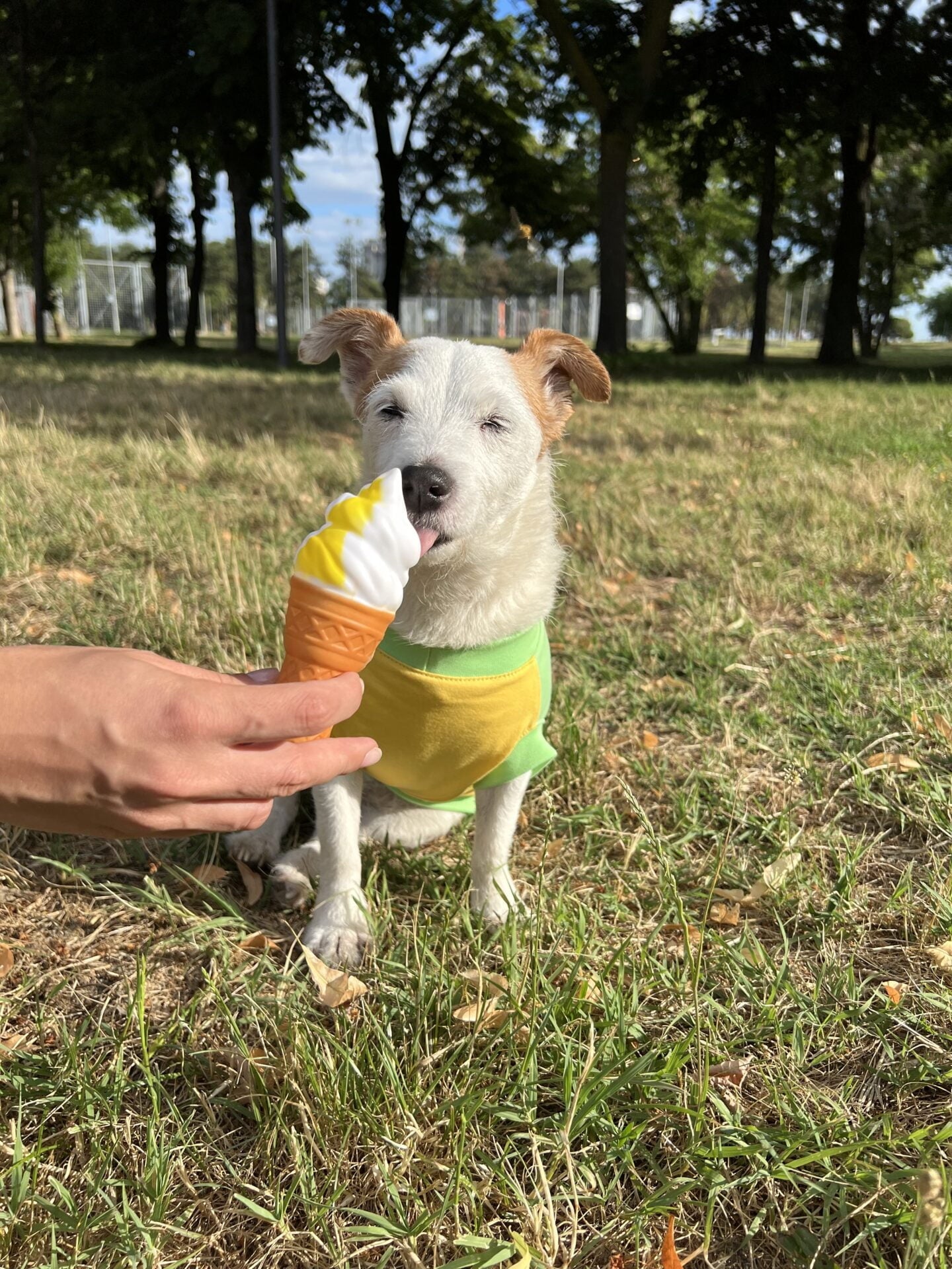 Fizzy pineapple ice cream - doggo