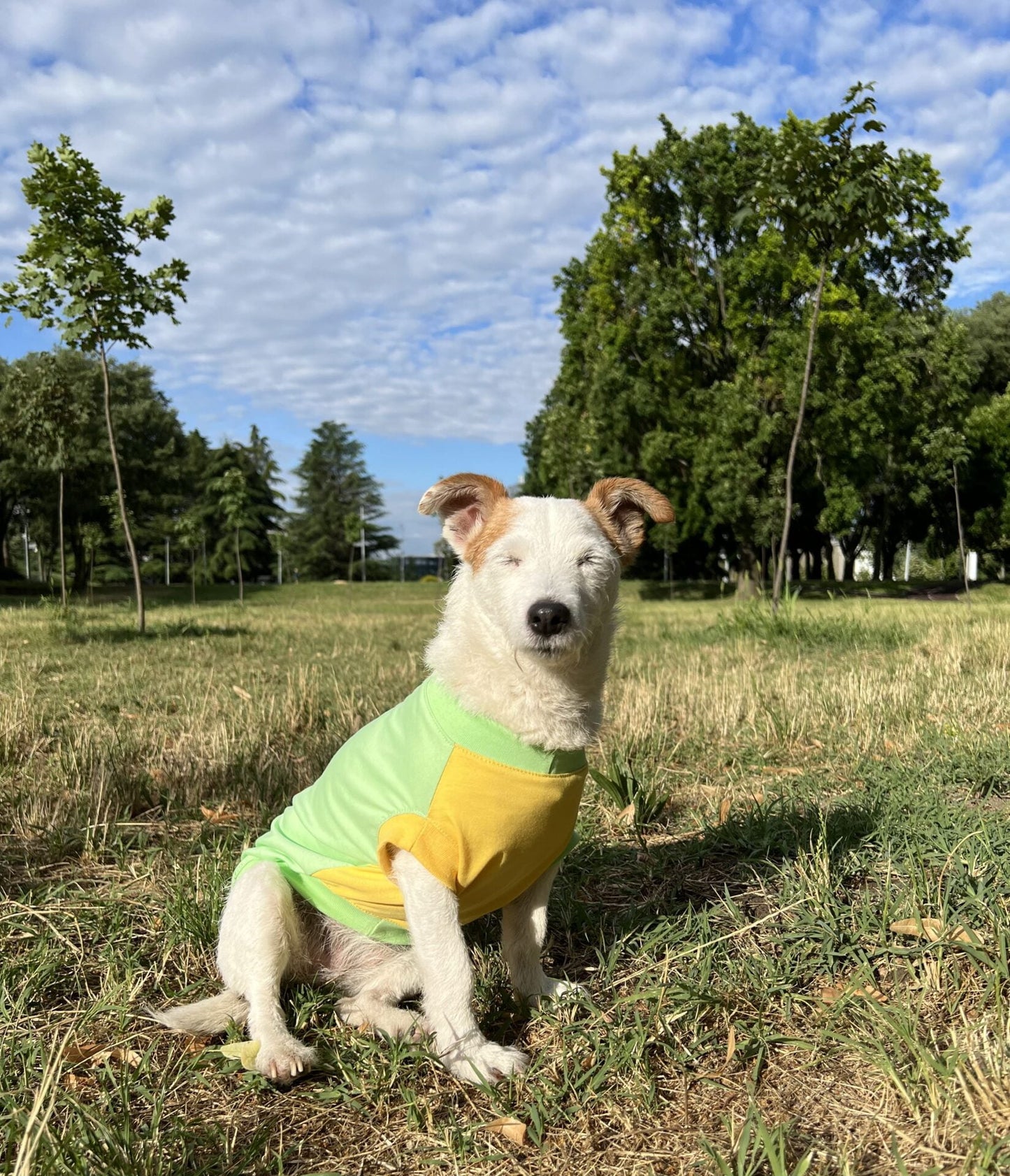 Fizzy pineapple ice cream - doggo