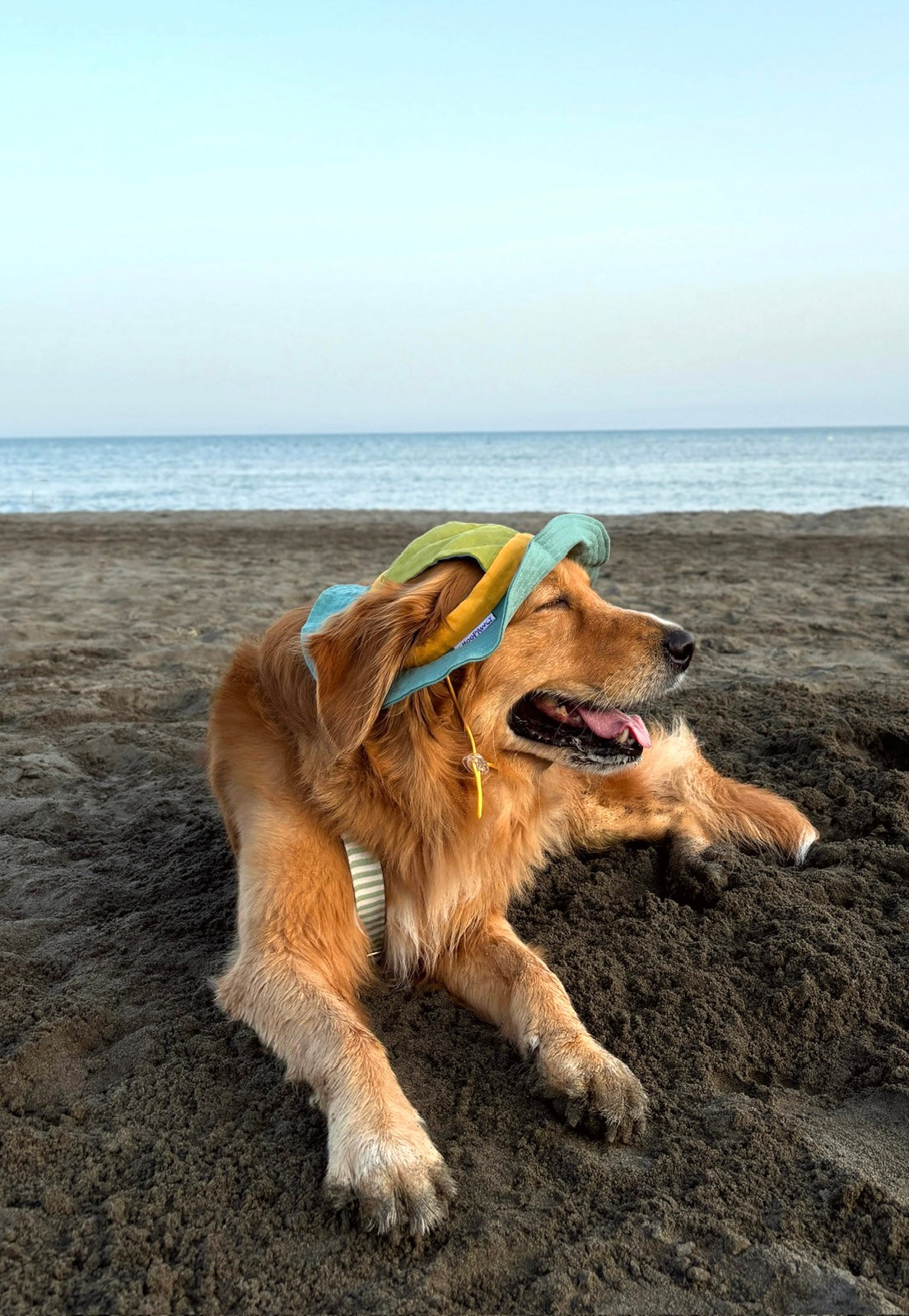Doggo bucket hat