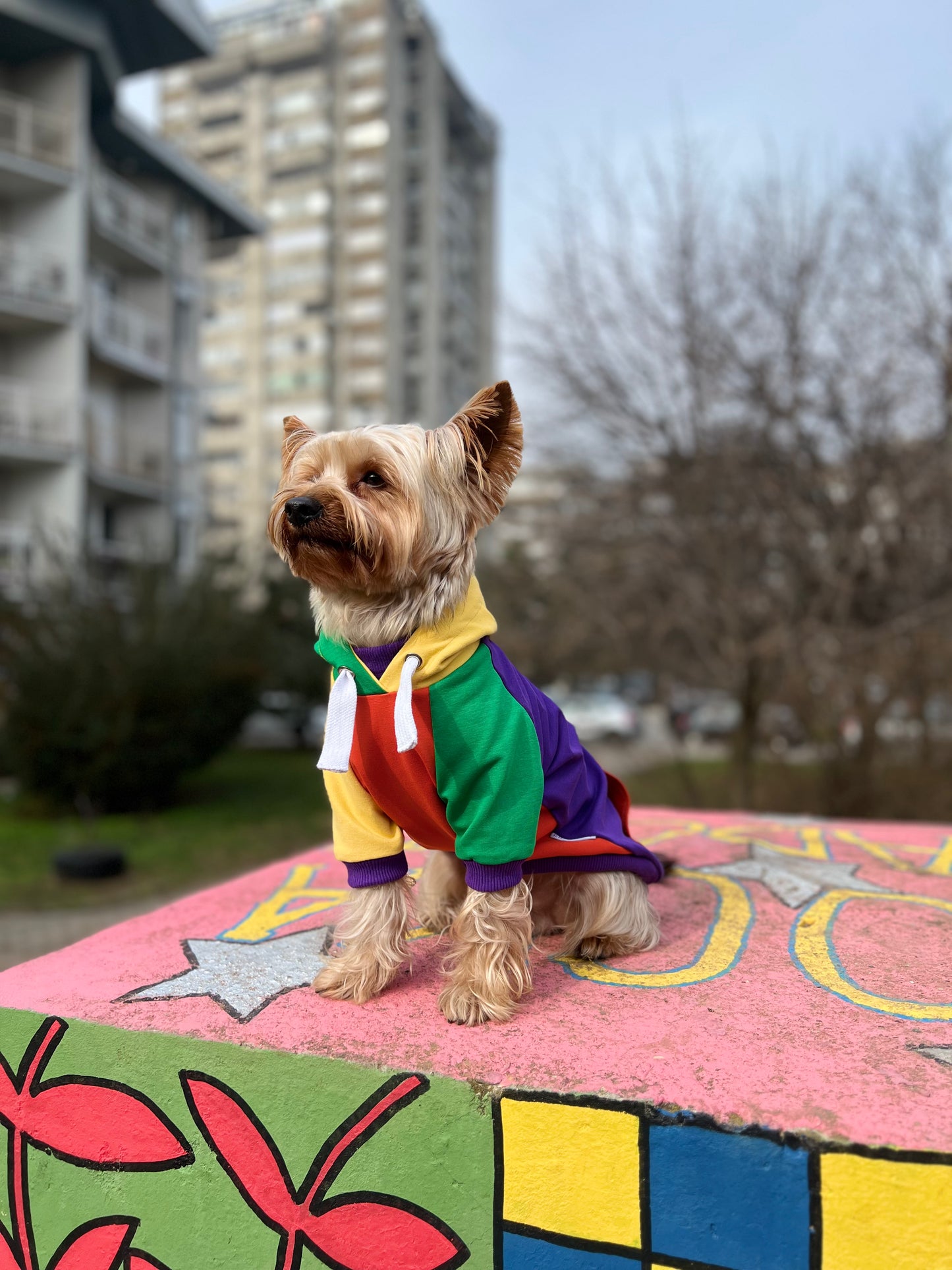 Macaroons doggo