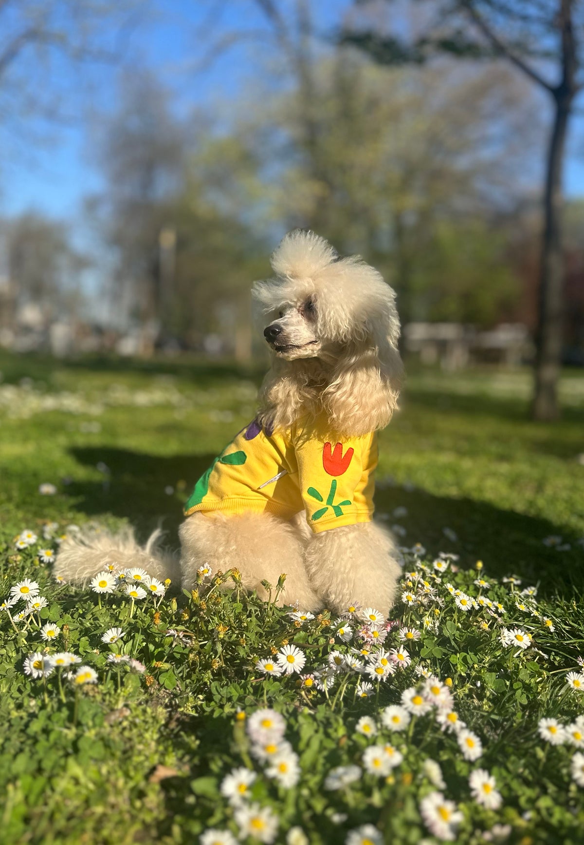 Wild flower doggo