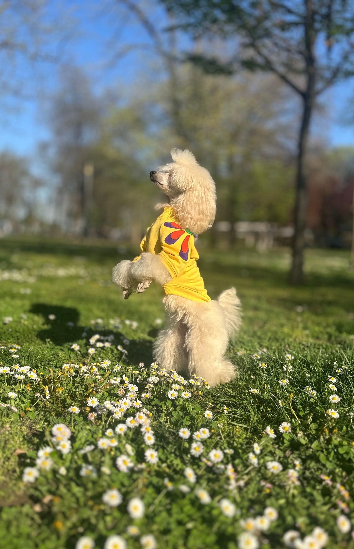 Wild flower doggo
