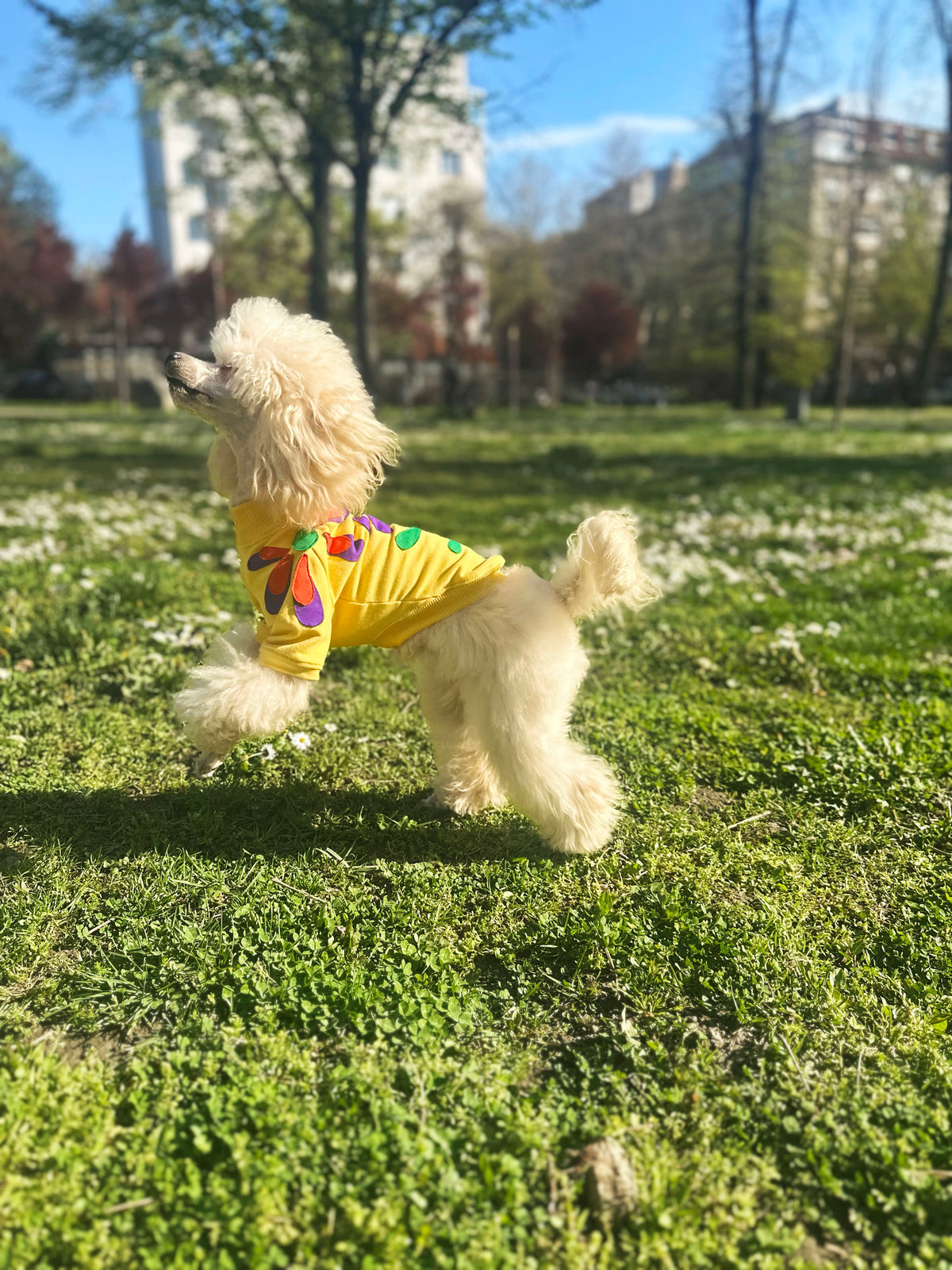 Wild flower doggo