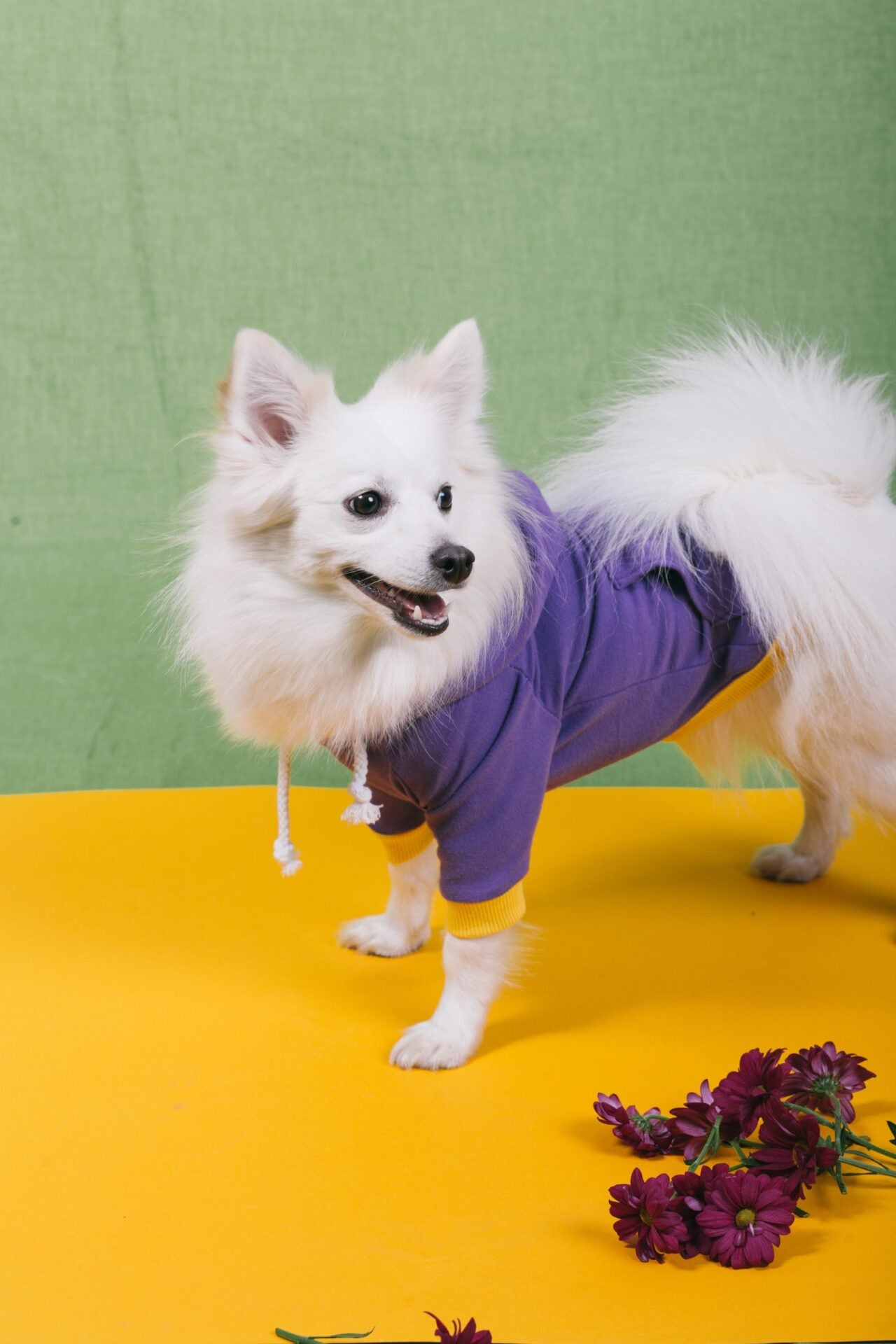 Berry cake doggo
