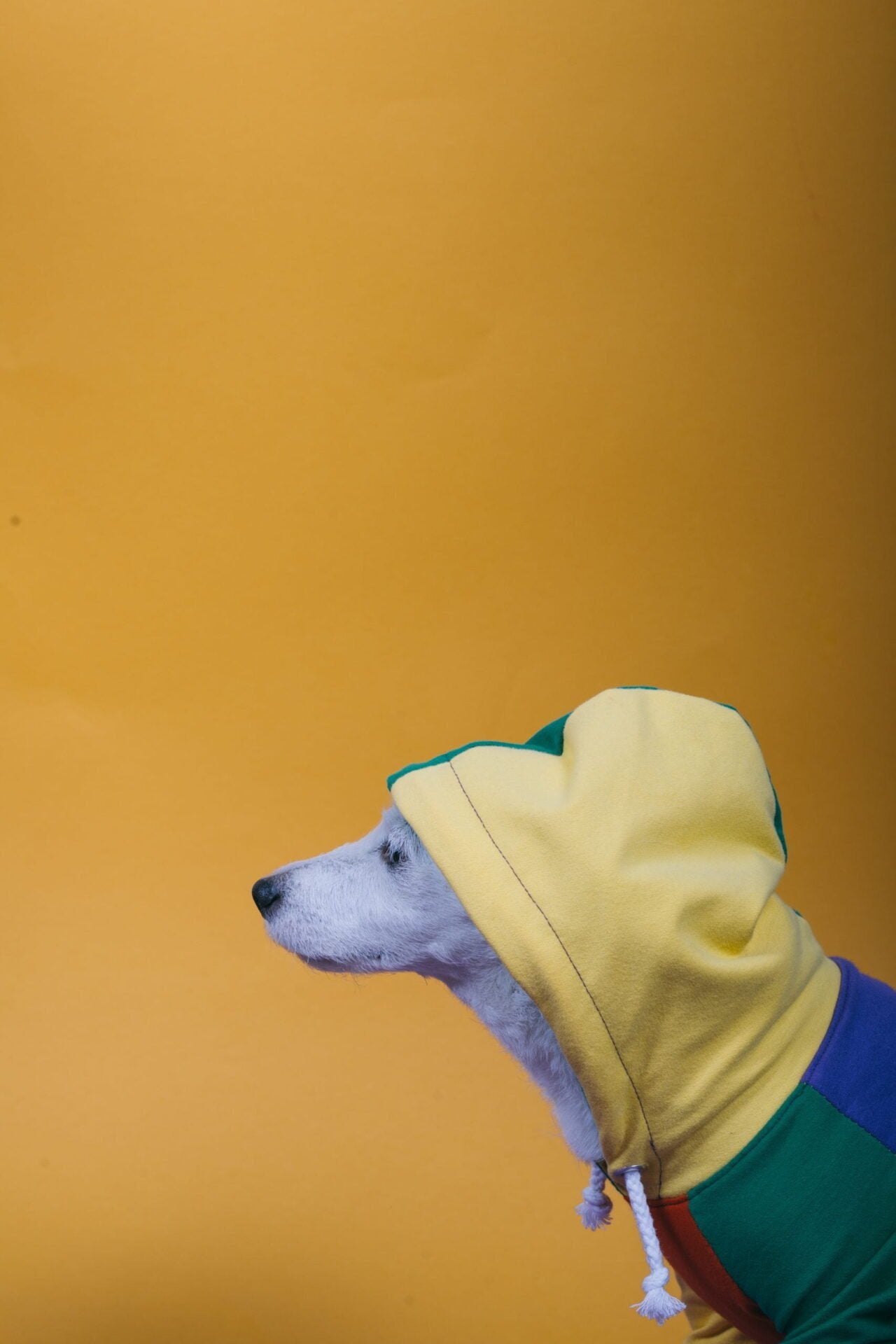 Macaroons doggo