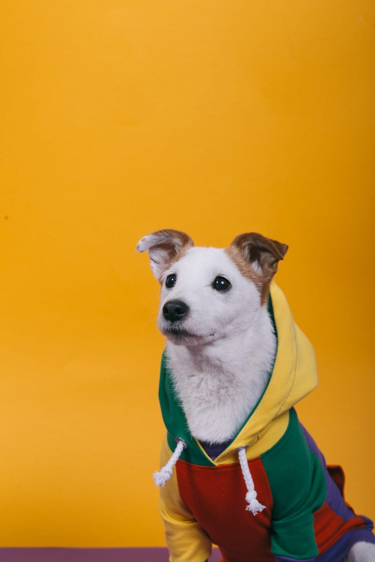 Macaroons doggo