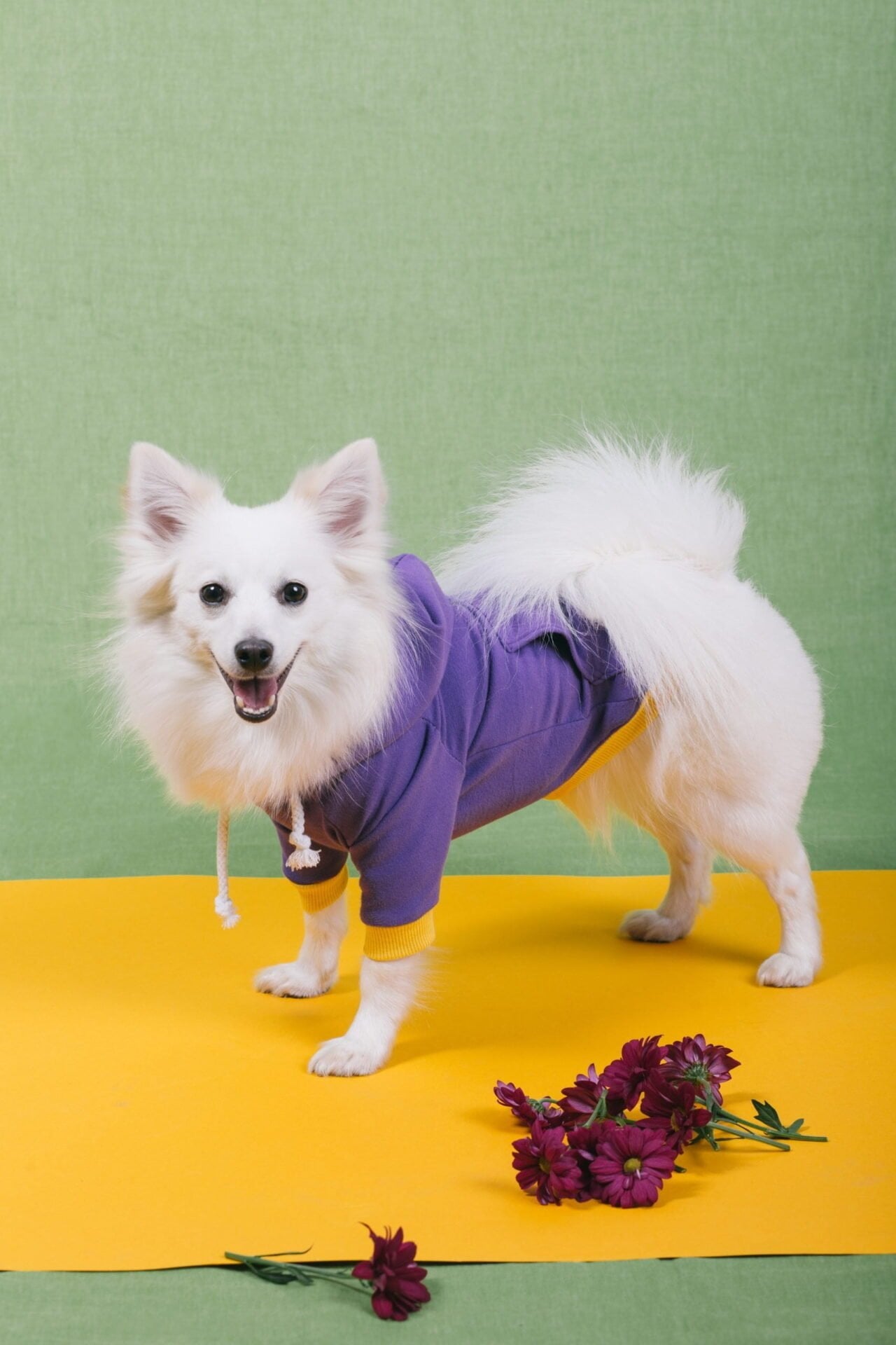Berry cake doggo