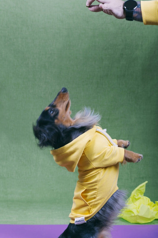 Banana split doggo