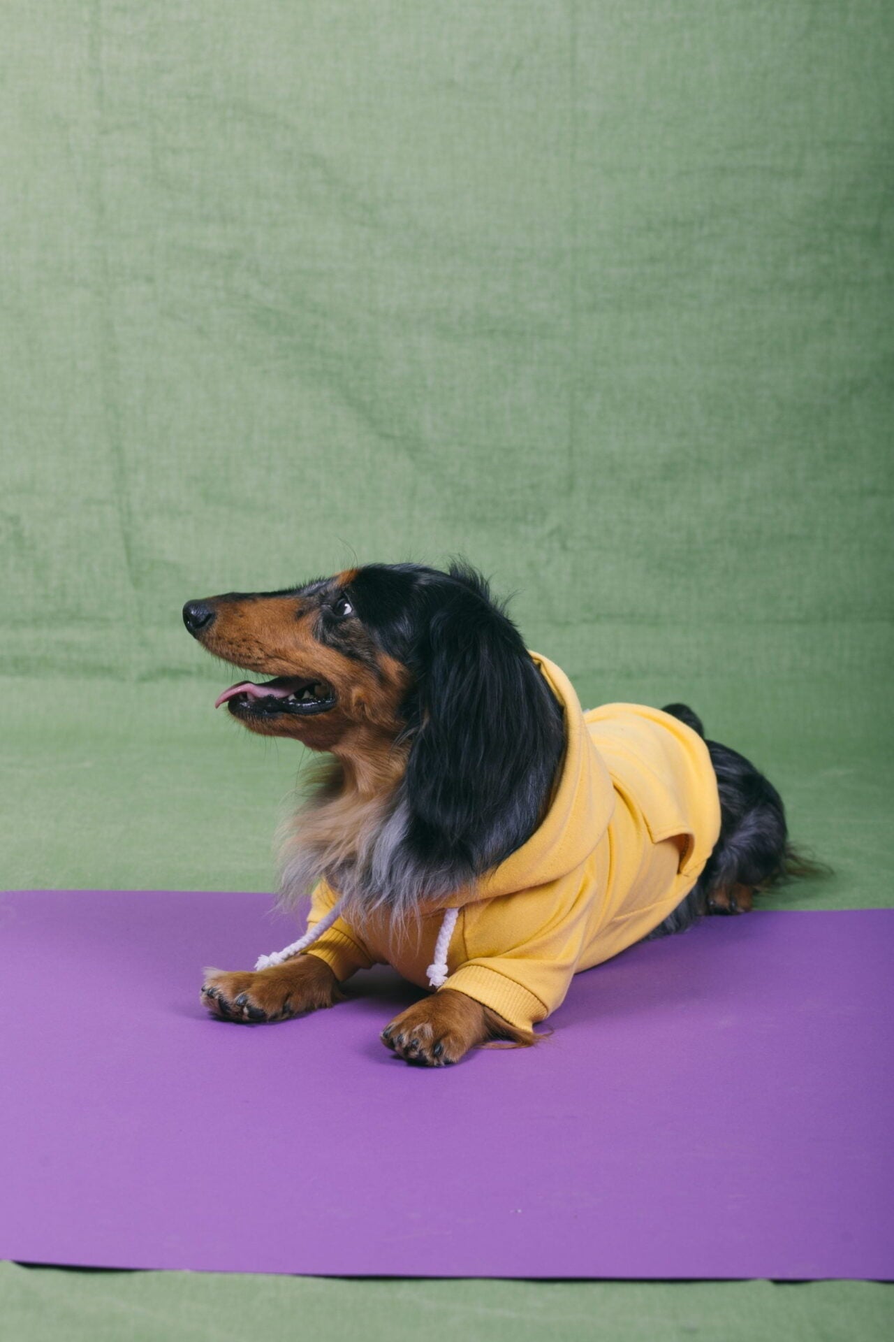Banana split doggo