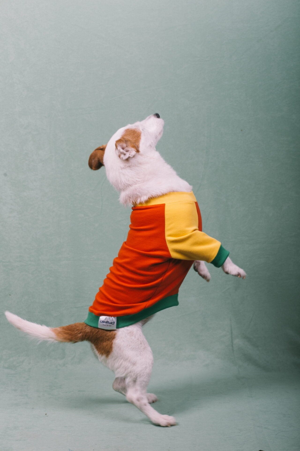 Tutti frutti doggo
