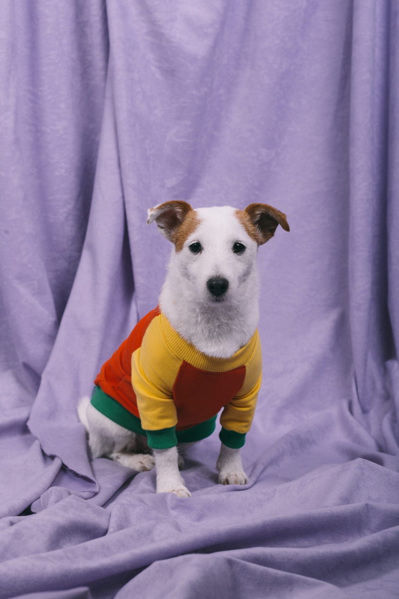 Tutti frutti doggo