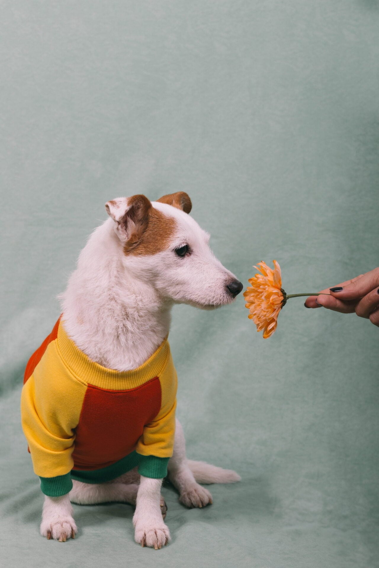 Tutti frutti doggo