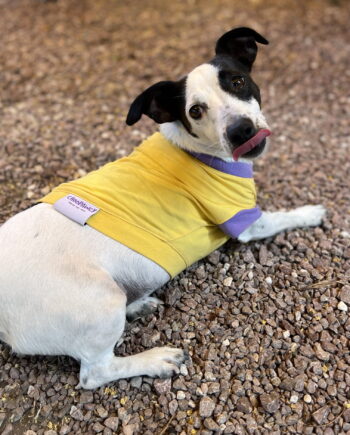 Mango berry sorbet - doggo