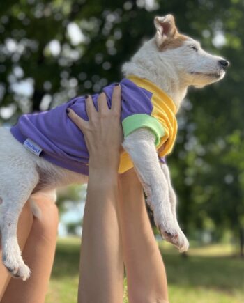Candy cream ice cream - doggo