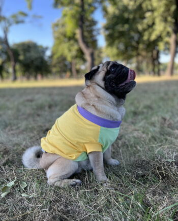 Perfect summer scoop - doggo