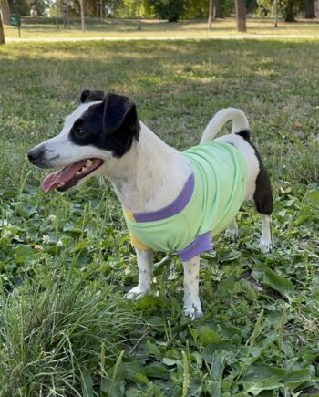 Tropical mix ice cream - doggo