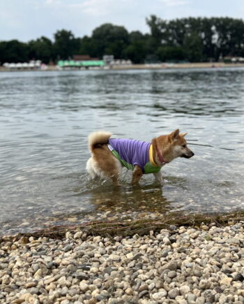 Bubblegum ice cream - doggo